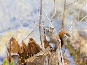 Preview wallpaper squirrel, timber, bark, branches, climbing