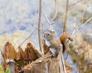 Preview wallpaper squirrel, timber, bark, branches, climbing