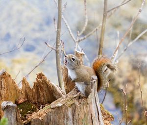 Preview wallpaper squirrel, timber, bark, branches, climbing