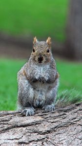 Preview wallpaper squirrel, timber, sit, wait, grass