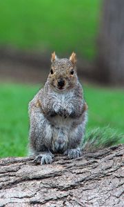 Preview wallpaper squirrel, timber, sit, wait, grass