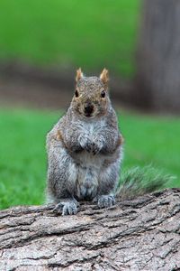 Preview wallpaper squirrel, timber, sit, wait, grass