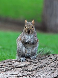 Preview wallpaper squirrel, timber, sit, wait, grass