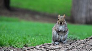 Preview wallpaper squirrel, timber, sit, wait, grass