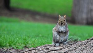 Preview wallpaper squirrel, timber, sit, wait, grass