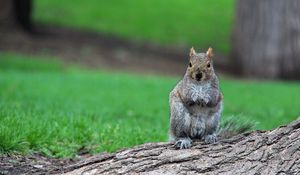 Preview wallpaper squirrel, timber, sit, wait, grass