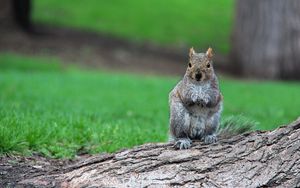 Preview wallpaper squirrel, timber, sit, wait, grass