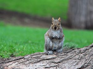 Preview wallpaper squirrel, timber, sit, wait, grass