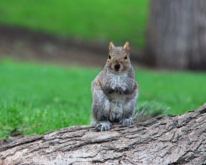 Preview wallpaper squirrel, timber, sit, wait, grass