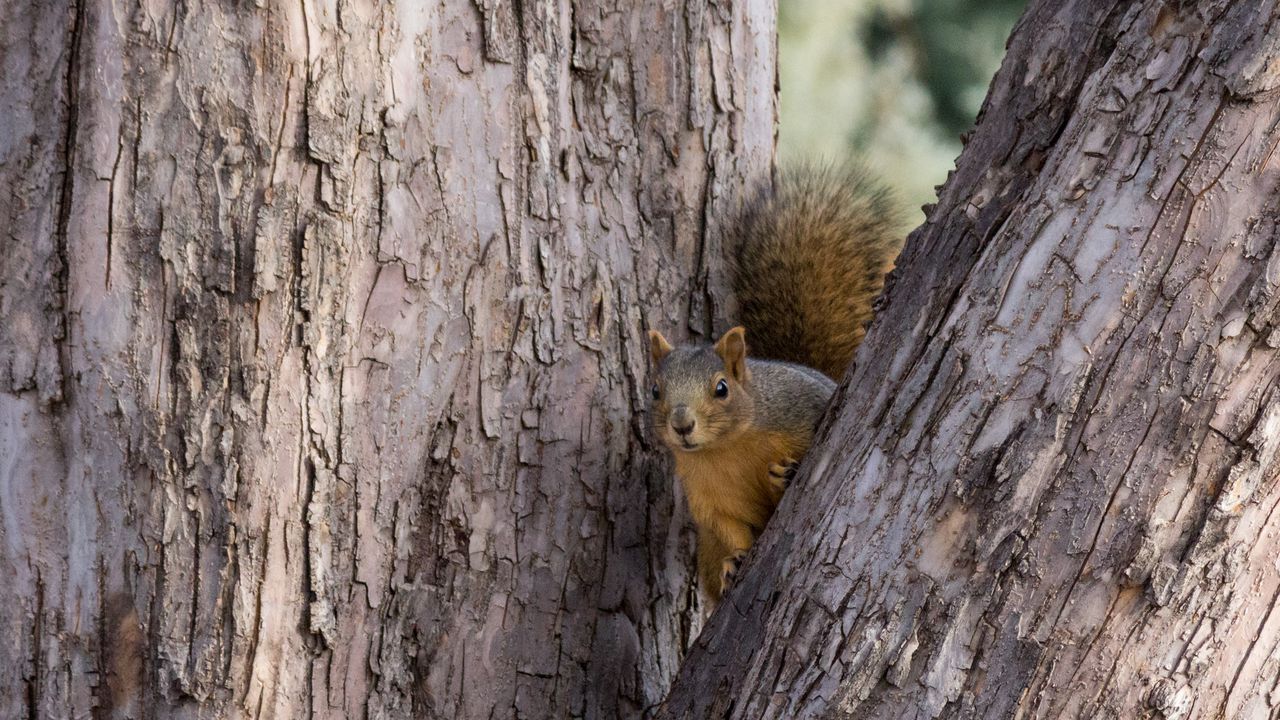 Wallpaper squirrel, tree, animal, peeking