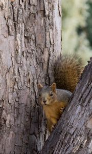 Preview wallpaper squirrel, tree, animal, peeking