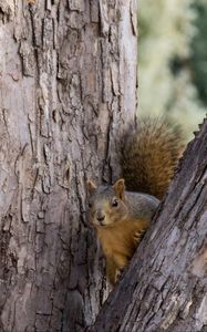 Preview wallpaper squirrel, tree, animal, peeking