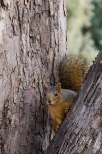 Preview wallpaper squirrel, tree, animal, peeking