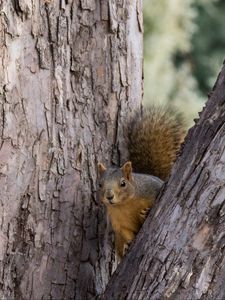 Preview wallpaper squirrel, tree, animal, peeking