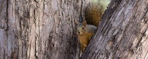 Preview wallpaper squirrel, tree, animal, peeking