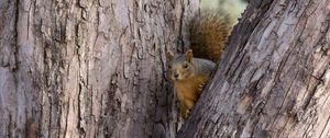 Preview wallpaper squirrel, tree, animal, peeking