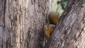 Preview wallpaper squirrel, tree, animal, peeking