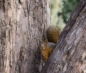 Preview wallpaper squirrel, tree, animal, peeking