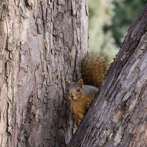 Preview wallpaper squirrel, tree, animal, peeking