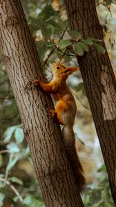 Preview wallpaper squirrel, tree, animal, brown