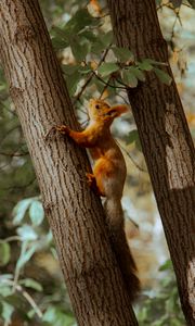 Preview wallpaper squirrel, tree, animal, brown