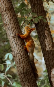 Preview wallpaper squirrel, tree, animal, brown