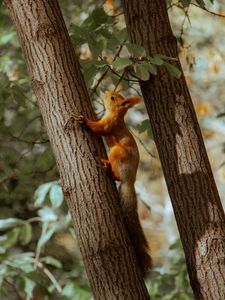 Preview wallpaper squirrel, tree, animal, brown