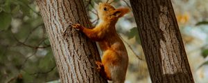 Preview wallpaper squirrel, tree, animal, brown