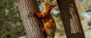Preview wallpaper squirrel, tree, animal, brown