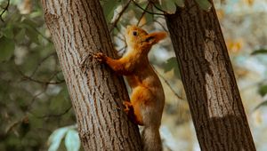 Preview wallpaper squirrel, tree, animal, brown