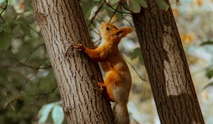 Preview wallpaper squirrel, tree, animal, brown