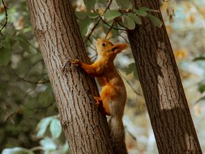 Preview wallpaper squirrel, tree, animal, brown