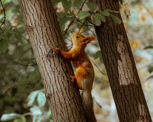 Preview wallpaper squirrel, tree, animal, brown