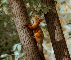 Preview wallpaper squirrel, tree, animal, brown