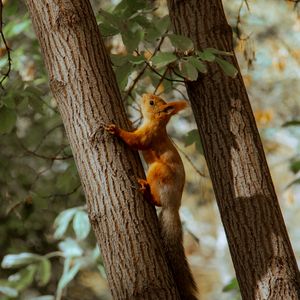 Preview wallpaper squirrel, tree, animal, brown
