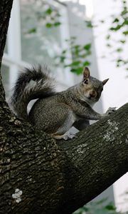 Preview wallpaper squirrel, tree, animal, gray