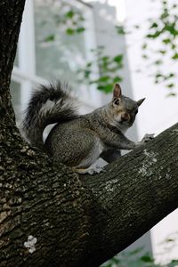 Preview wallpaper squirrel, tree, animal, gray