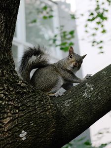 Preview wallpaper squirrel, tree, animal, gray