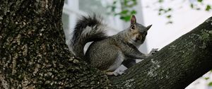 Preview wallpaper squirrel, tree, animal, gray