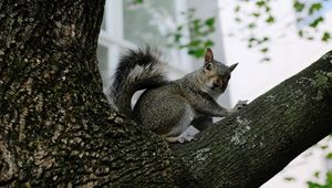 Preview wallpaper squirrel, tree, animal, gray