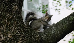 Preview wallpaper squirrel, tree, animal, gray