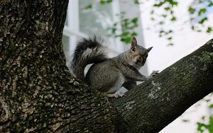 Preview wallpaper squirrel, tree, animal, gray