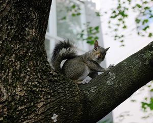 Preview wallpaper squirrel, tree, animal, gray