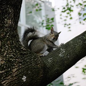 Preview wallpaper squirrel, tree, animal, gray