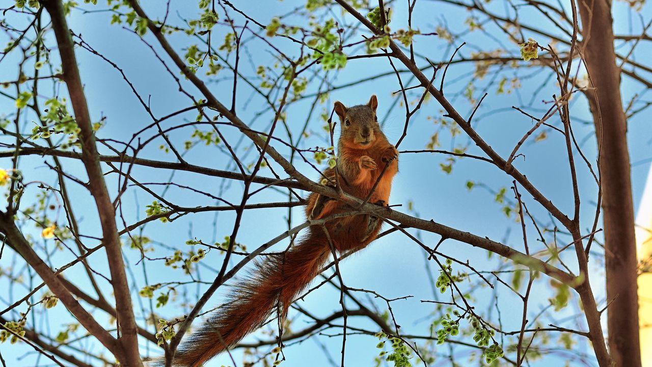 Wallpaper squirrel, tree, animal, spring