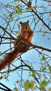 Preview wallpaper squirrel, tree, animal, spring