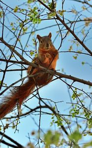 Preview wallpaper squirrel, tree, animal, spring