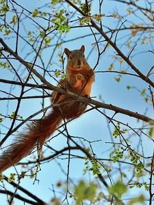 Preview wallpaper squirrel, tree, animal, spring