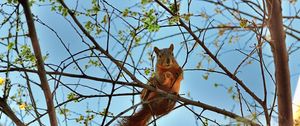 Preview wallpaper squirrel, tree, animal, spring