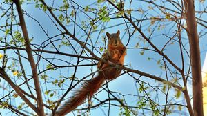 Preview wallpaper squirrel, tree, animal, spring